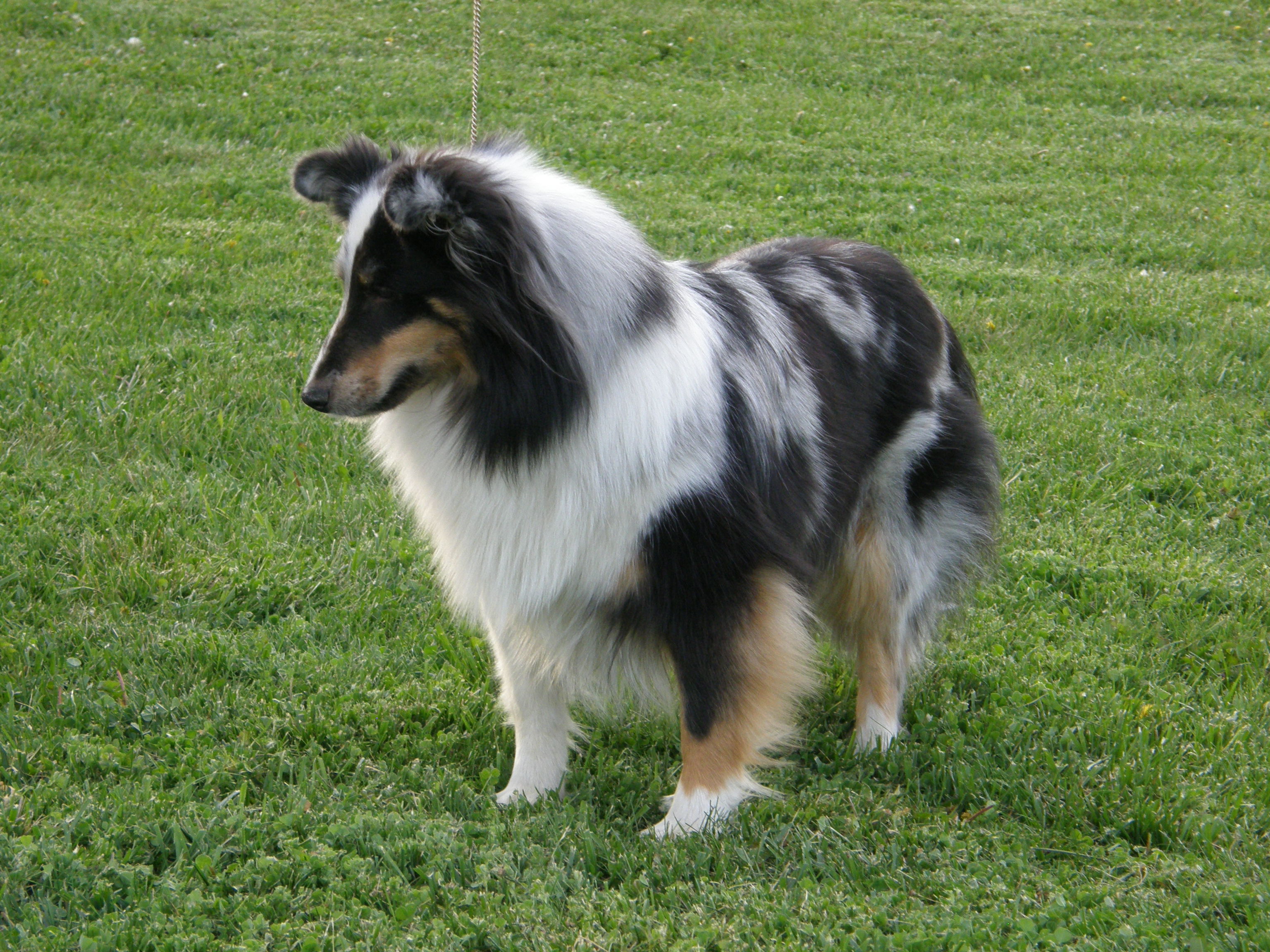 starlet2012